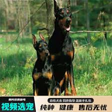 北京博文杜宾犬舍：繁育冠军血统，打造顶级宠物伴侣