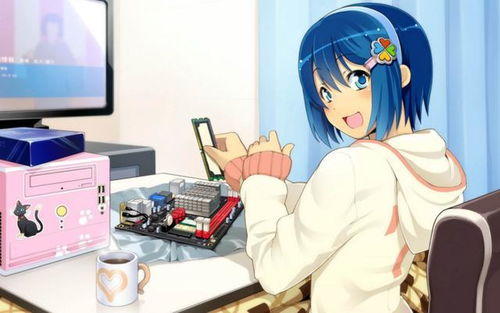 D娘与Z娘各自的定义是什么