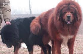 赤古：藏獒之王‘獒王’称号的由来