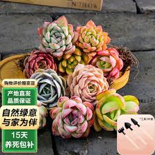如何养护多肉植物高桩造型车