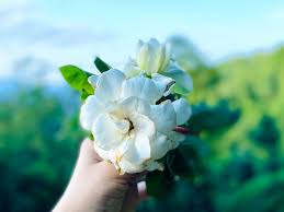 栀子花合集