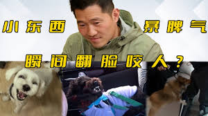 训狗师合集
