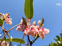 一花合集
